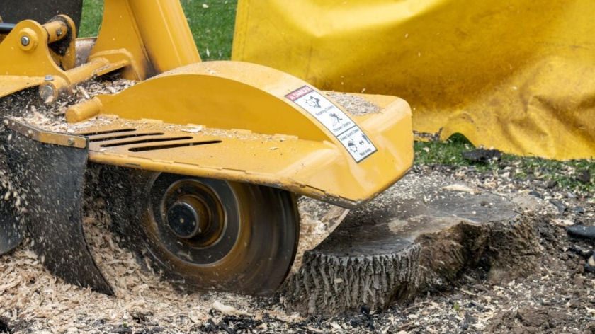 stump removal services